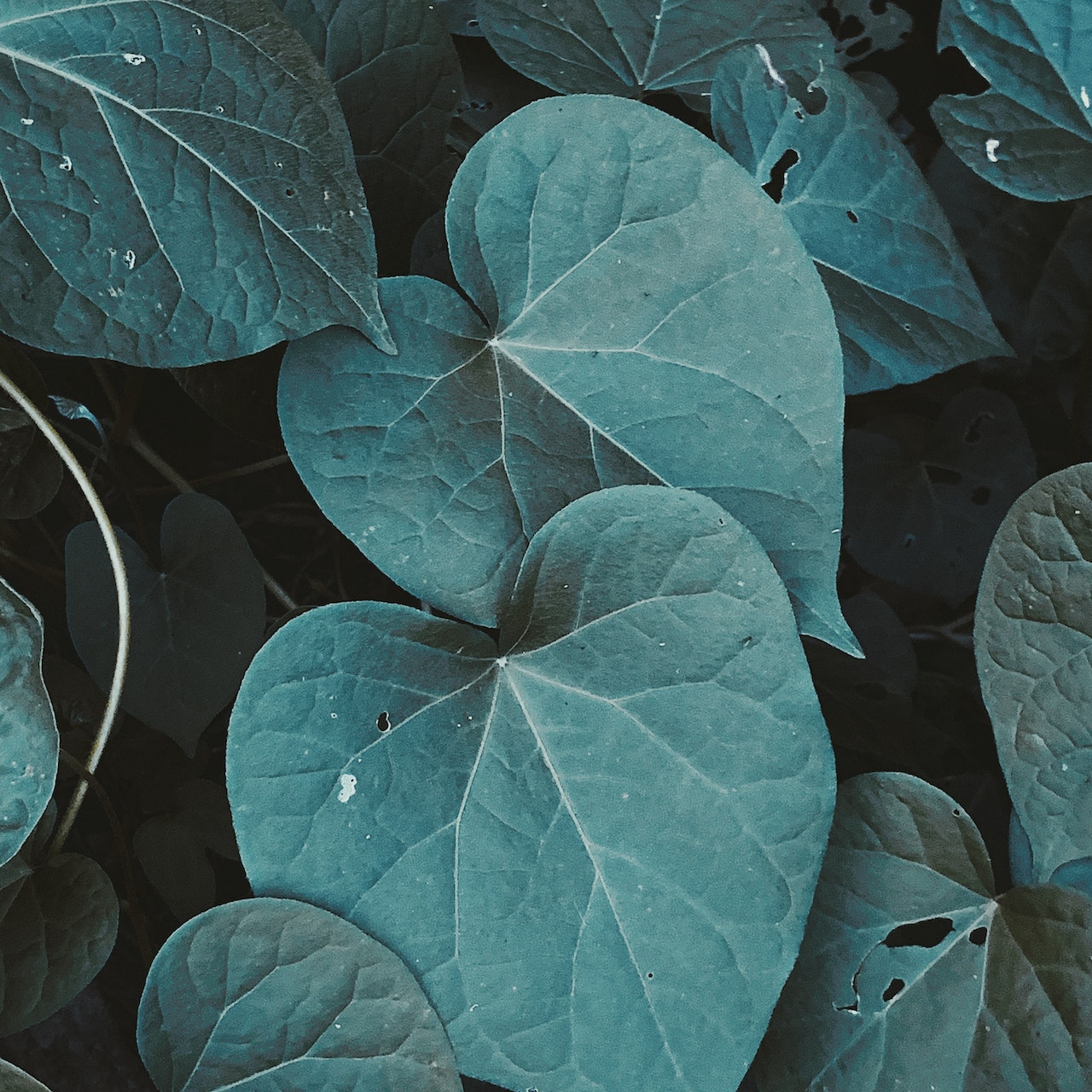 pexels-dids-4791137