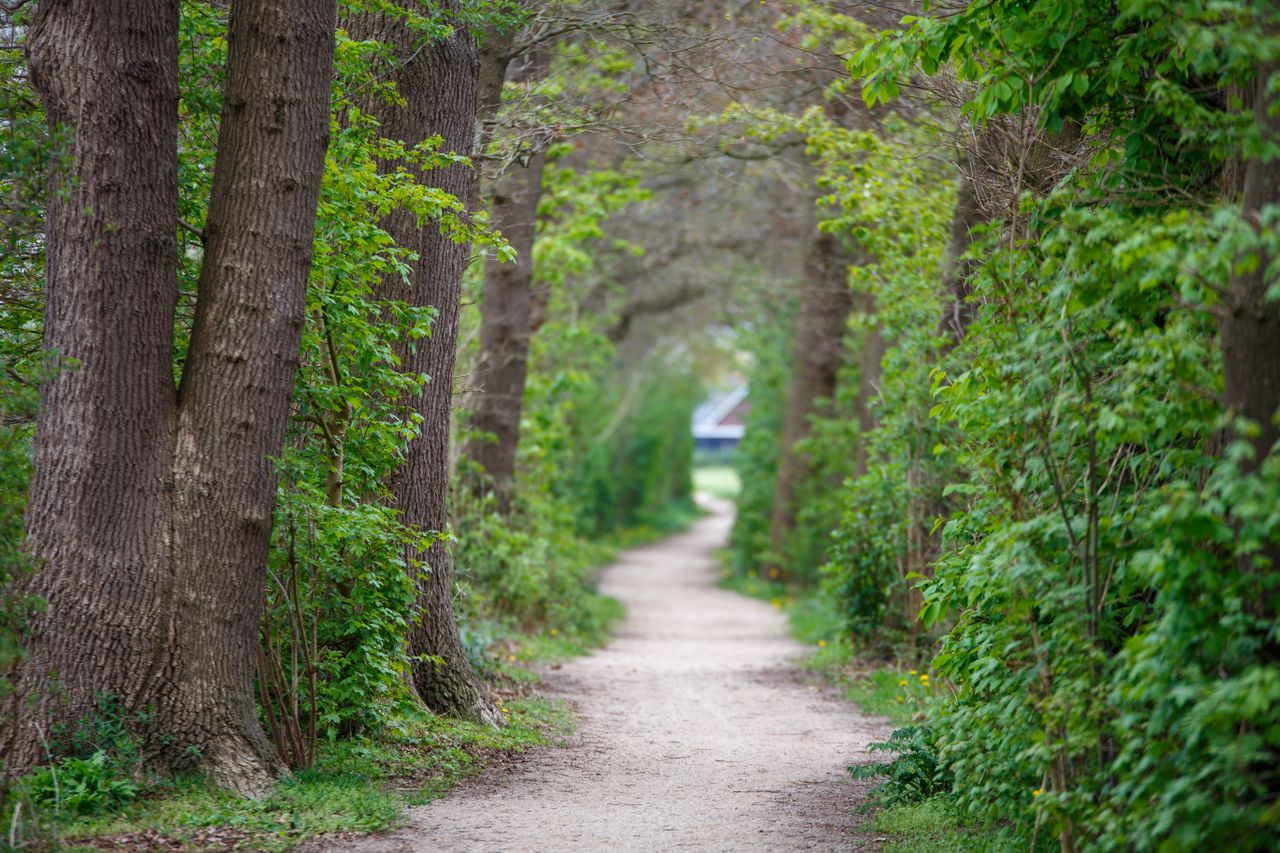 tree lined path