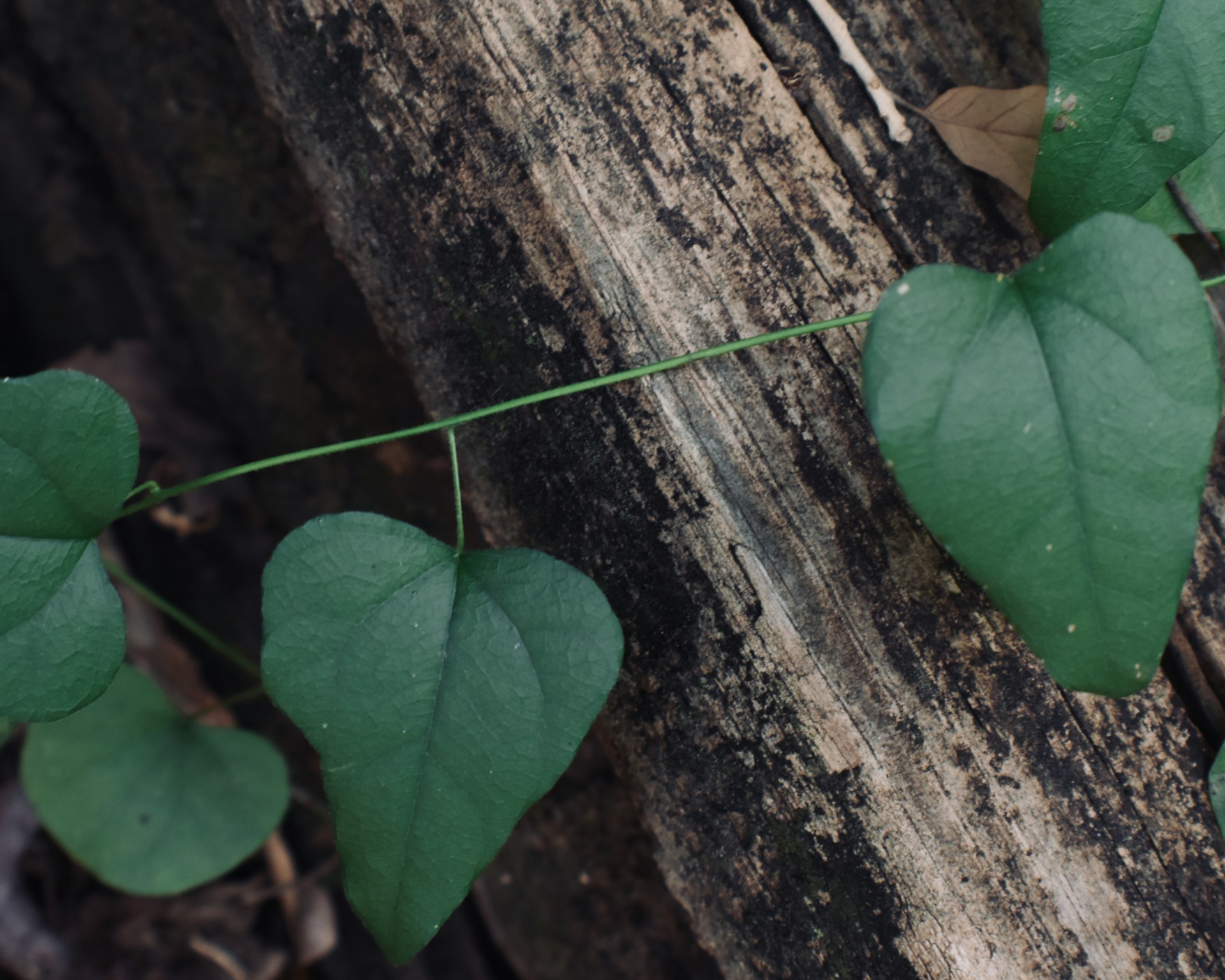 lesli-whitecotton-TWOzn9i0tdo-unsplash